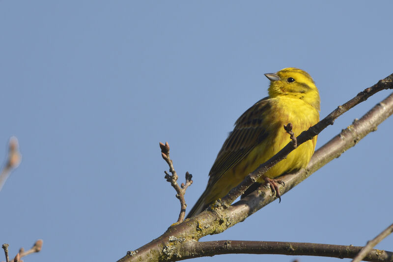 Bruant jaune mâle adulte