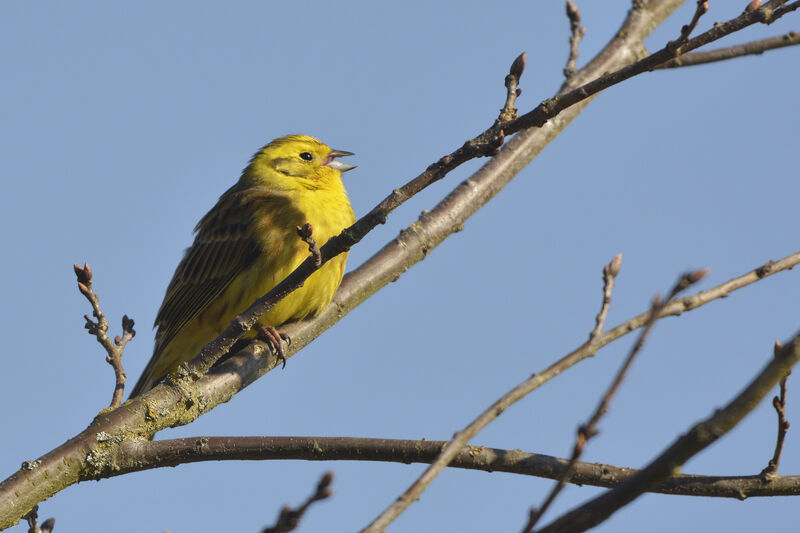 Bruant jaune mâle adulte, chant