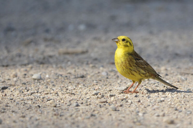 Yellowhammer male adult, identification