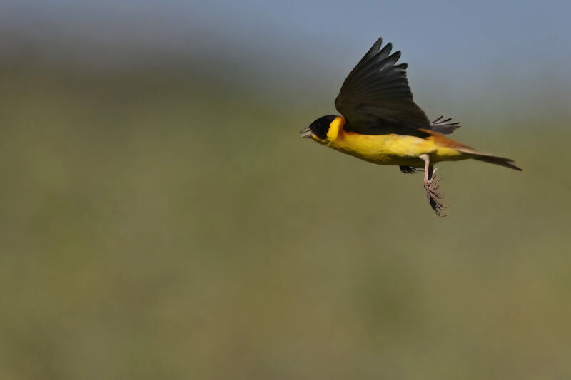 Black-headed Bunting male adult breeding, Flight