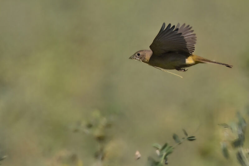 Black-headed Bunting female adult breeding, Flight