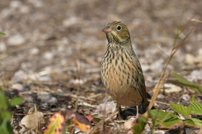 Ortolan Buntingjuvenile, identification