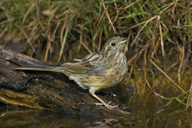 Bruant zizi femelle adulte, identification