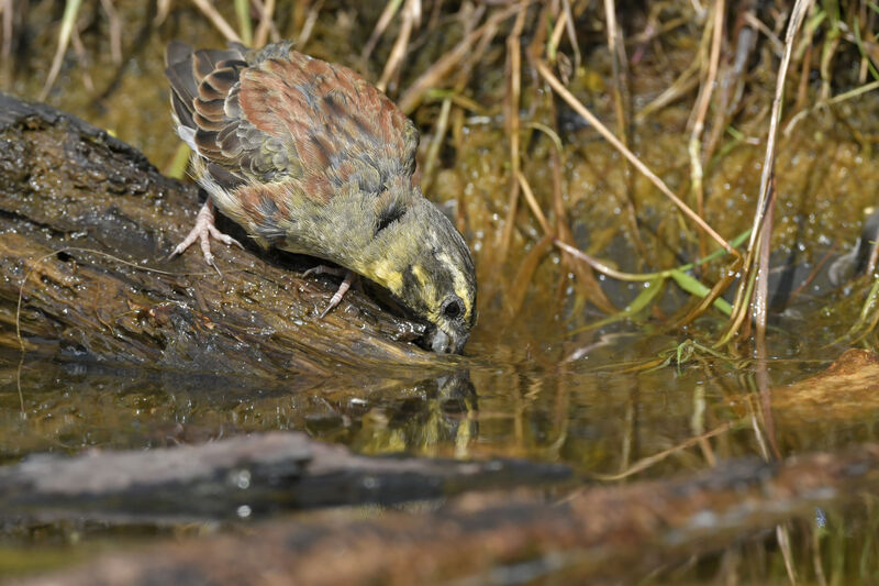 Cirl Bunting male adult, identification, drinks