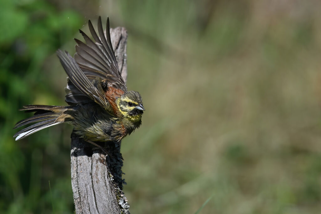 Bruant zizi mâle adulte, identification