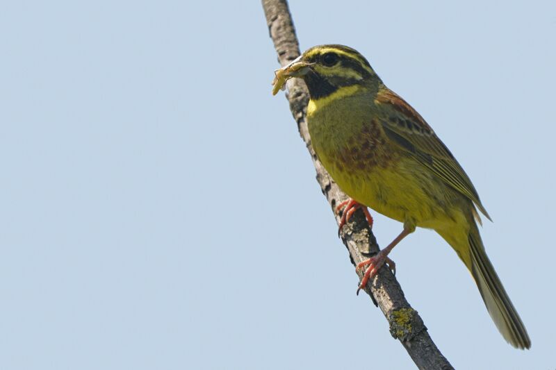 Bruant zizi mâle adulte, identification