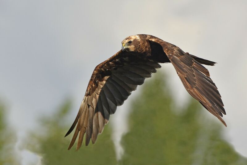 Western Marsh Harrier female adult, identification