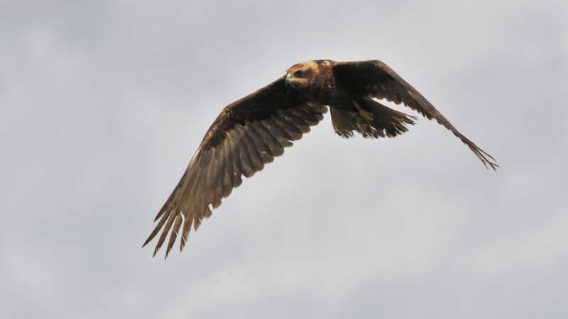 Western Marsh Harrierimmature, Flight