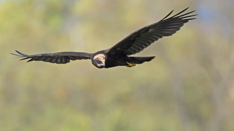 Western Marsh HarrierFirst year, Flight