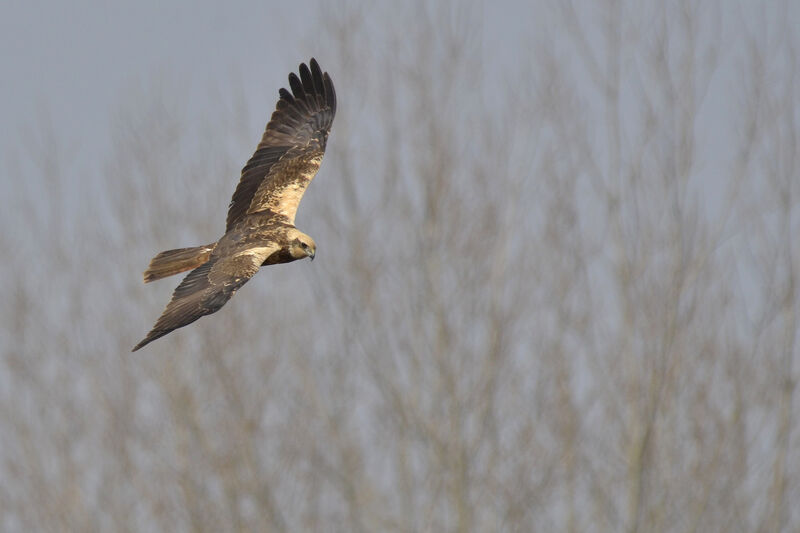 Western Marsh Harrier female adult, Flight