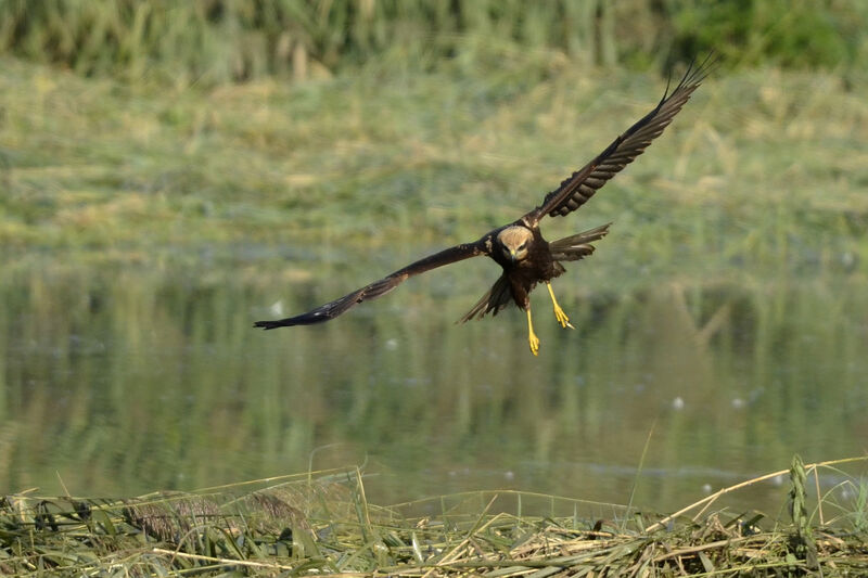 Western Marsh Harrierjuvenile, identification