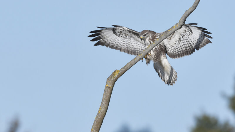 Common Buzzardjuvenile, Flight