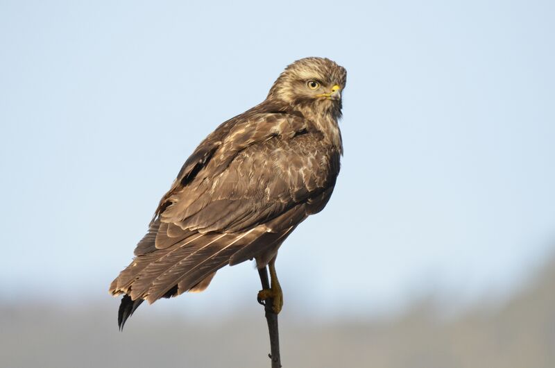 Common Buzzard, identification