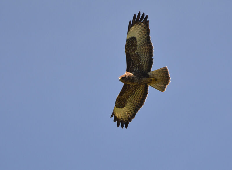 Common Buzzard, Flight