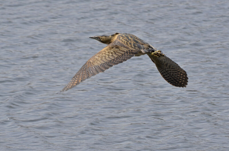 Eurasian Bittern, Flight