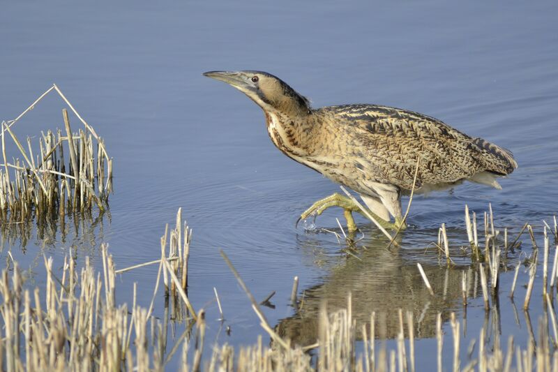 Butor étoilé, identification