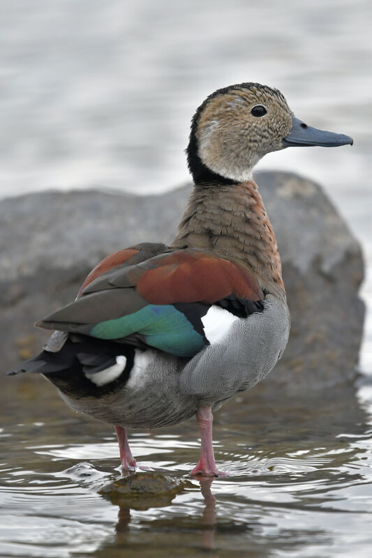 Ringed Tealadult, identification