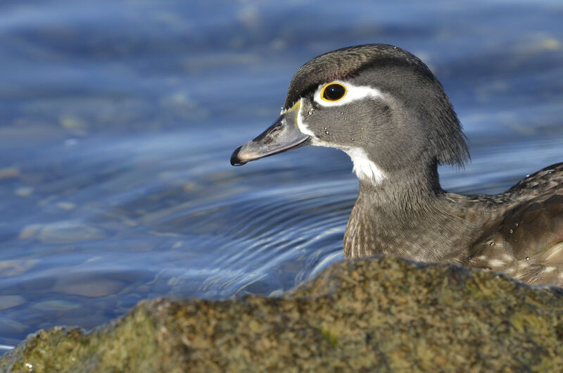 Canard carolinadulte