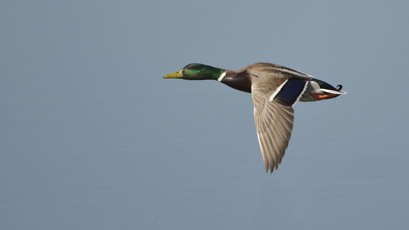 Mallard, Flight