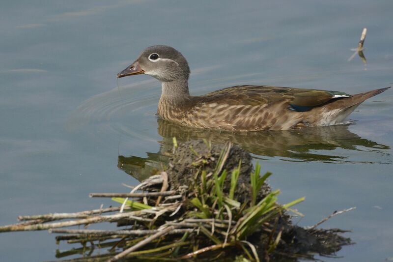 Canard mandarinjuvénile, identification