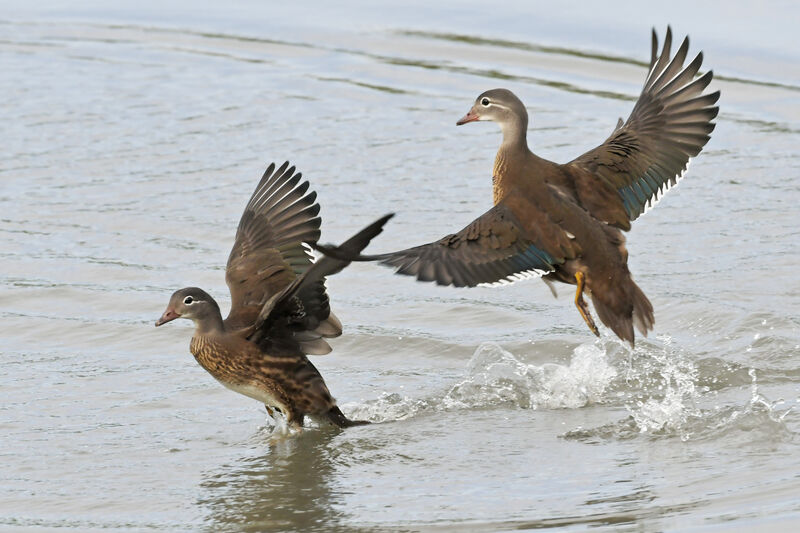 Mandarin Duckjuvenile