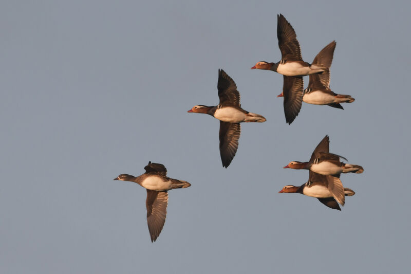 Mandarin Duck, Flight