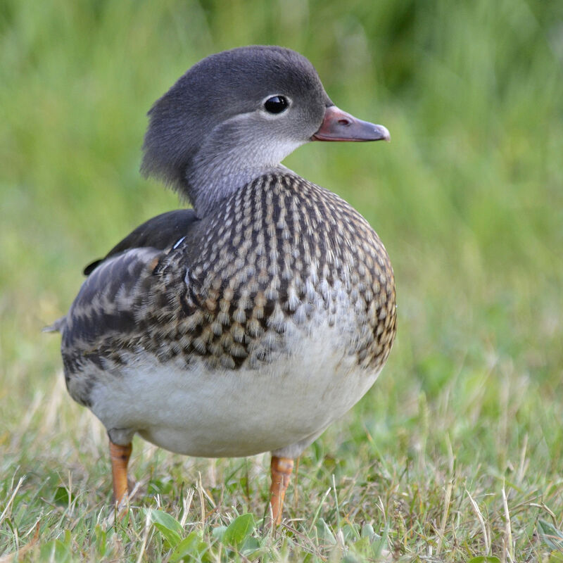 Canard mandarin femelle adulte, identification