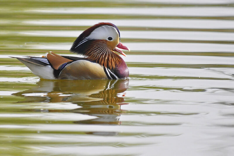 Canard mandarin mâle adulte nuptial, identification