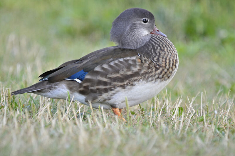 Mandarin Duck female adult, identification