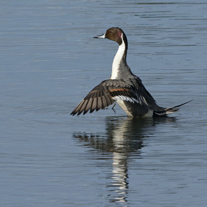 Northern Pintail male adult breeding, identification, pigmentation