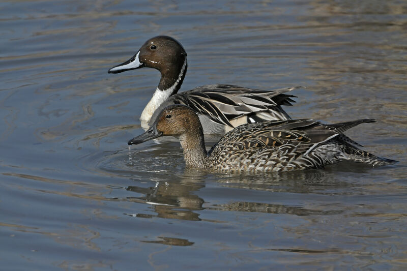 Canard piletadulte nuptial