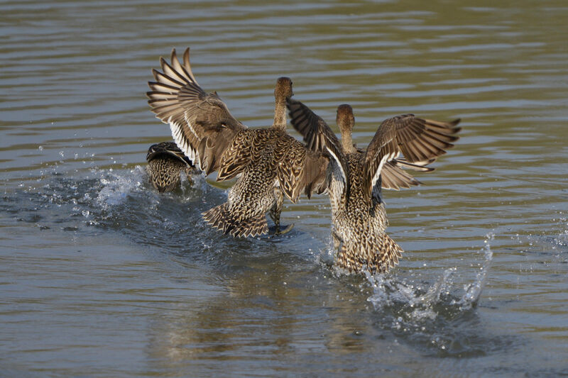 Northern Pintail, identification