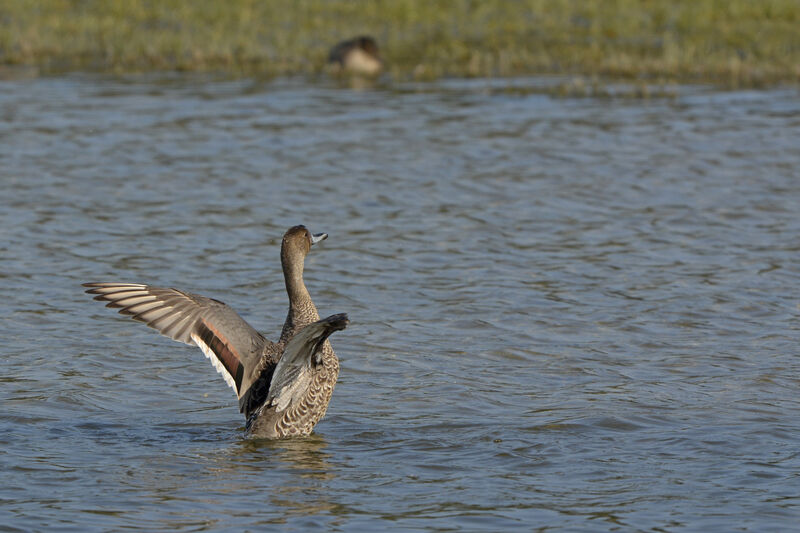 Northern Pintail male adult, identification