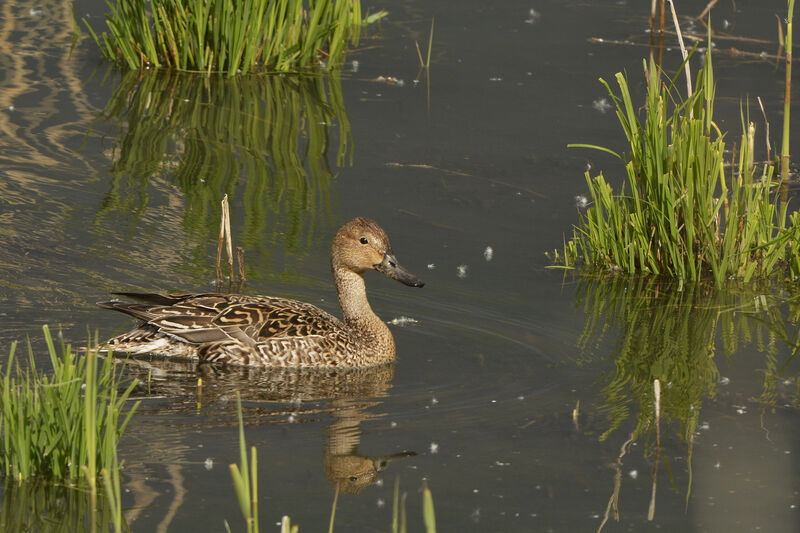 Northern Pintail female adult, identification