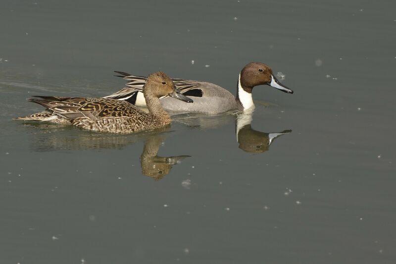 Northern Pintailadult breeding