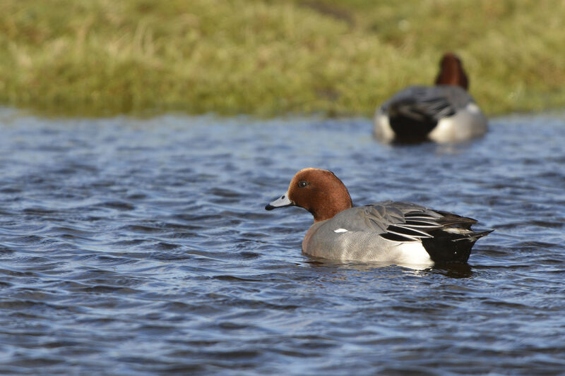 Eurasian Wigeon male adult breeding, identification