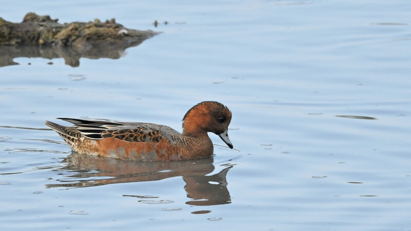 Eurasian Wigeon male adult post breeding, identification