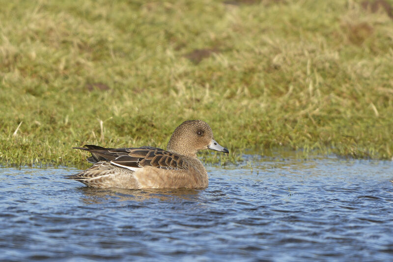 Canard siffleur femelle adulte, identification