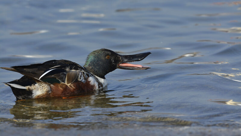 Canard souchet mâle subadulte, identification