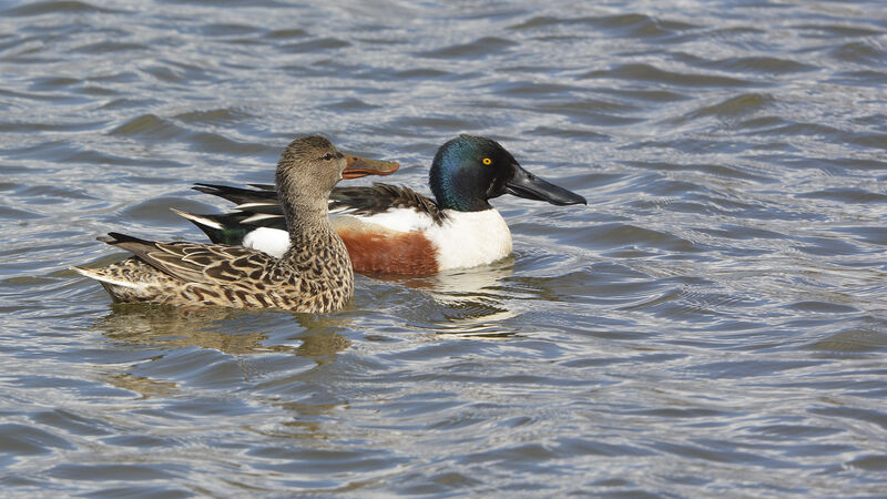 Northern Shoveleradult breeding