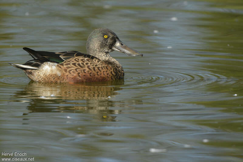 Northern Shoveler male adult post breeding, identification