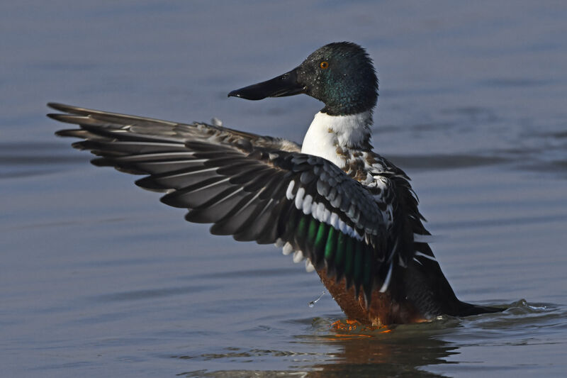 Northern Shovelersubadult, identification