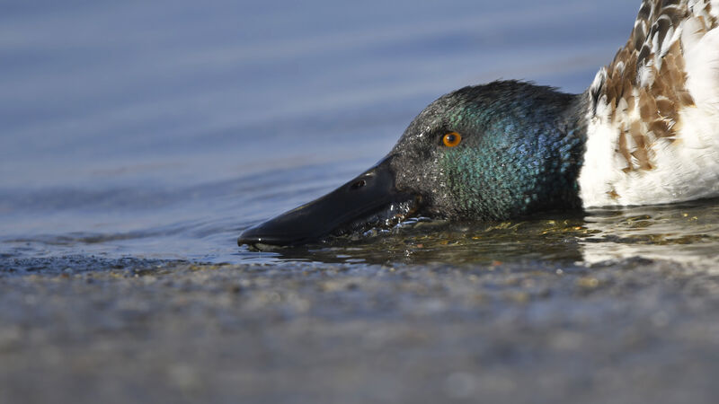 Northern Shoveler male subadult, close-up portrait, feeding habits