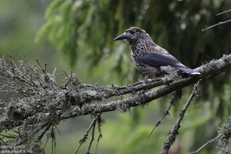 Northern Nutcrackeradult, identification