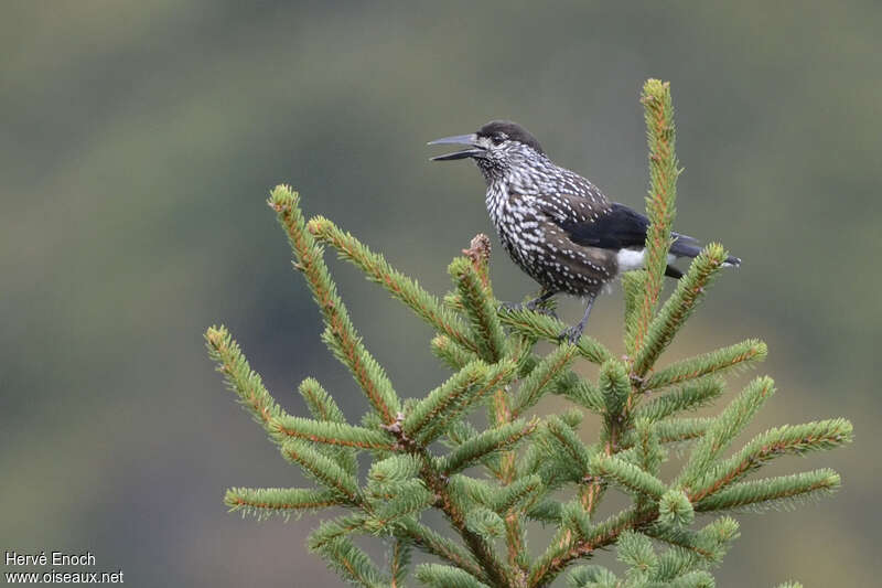 Northern Nutcrackerjuvenile, habitat