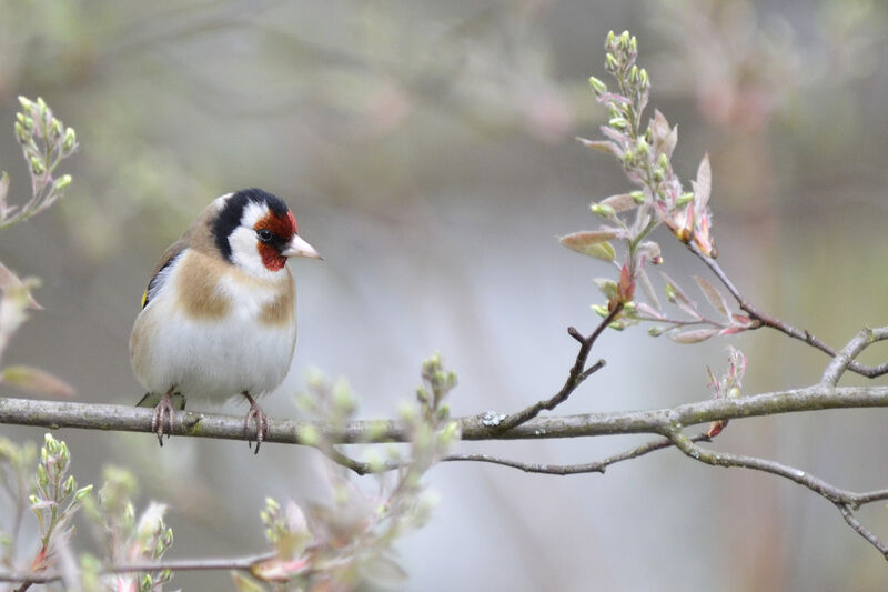 European Goldfinch, identification