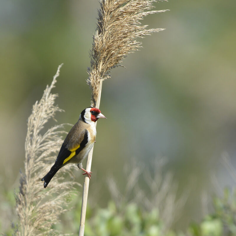 European Goldfinch, identification