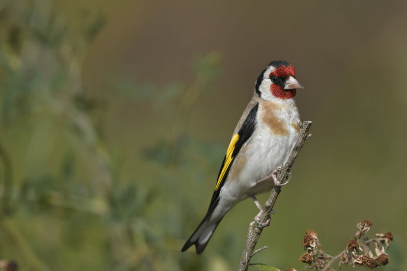 European Goldfinchadult, identification