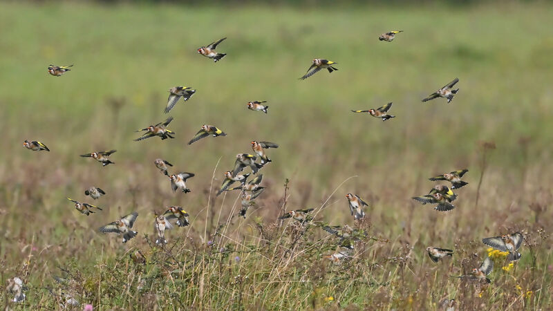 European Goldfinch, Flight