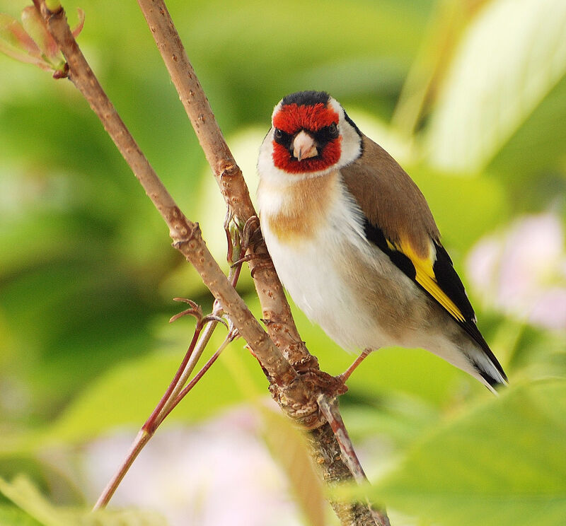 European Goldfinch, identification